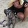 nicole_pauleslarsh