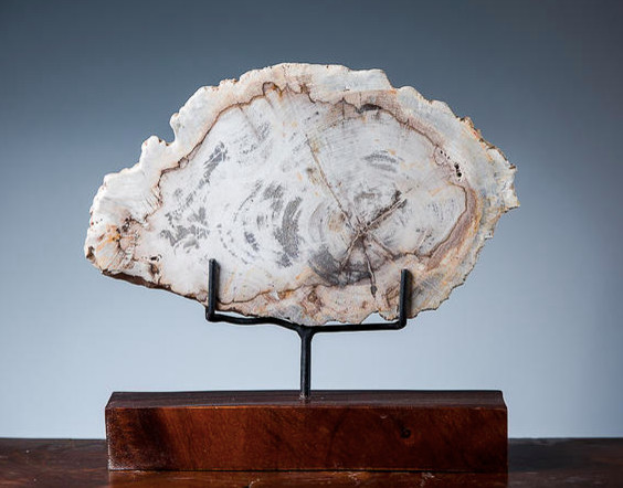 FAY окаменелое дерево