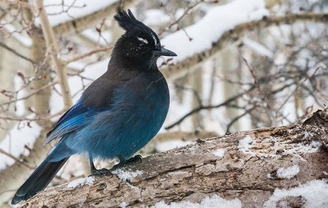 Steller's Jay  Pet birds, Beautiful birds, Colorful birds