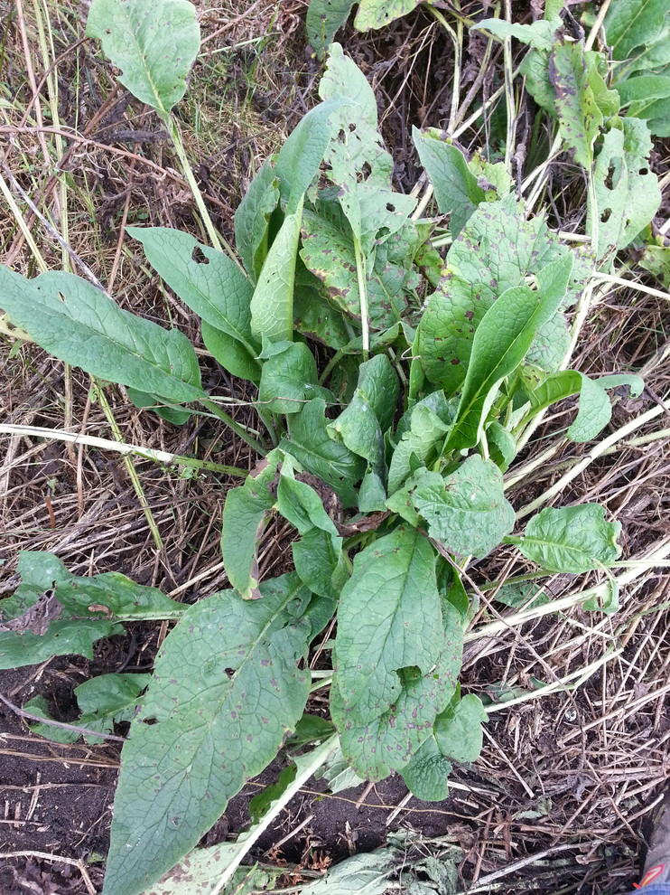 green fuzzy leaves on stalks growing in clumps