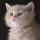 fumi_inoue