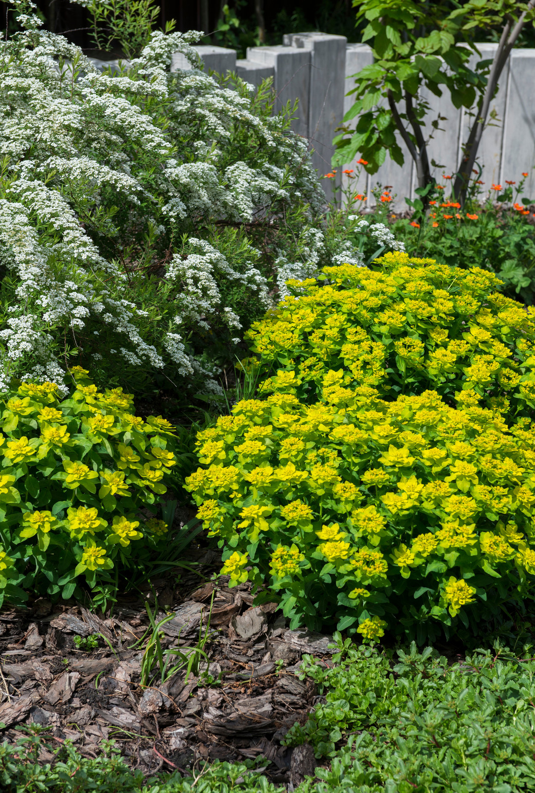 Большой сад в пригороде