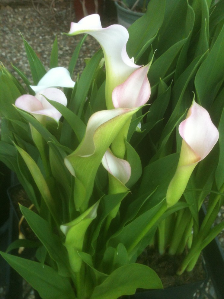 Calla Lily Advice