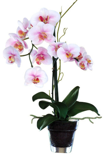 Phalaenopsis Orchid in Glass Pot, Lavender