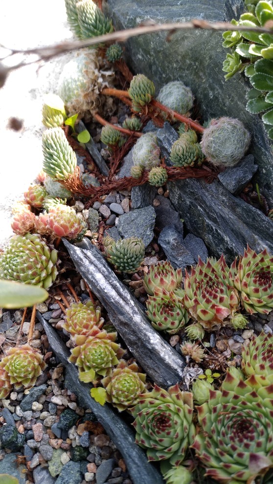 Альпинарии