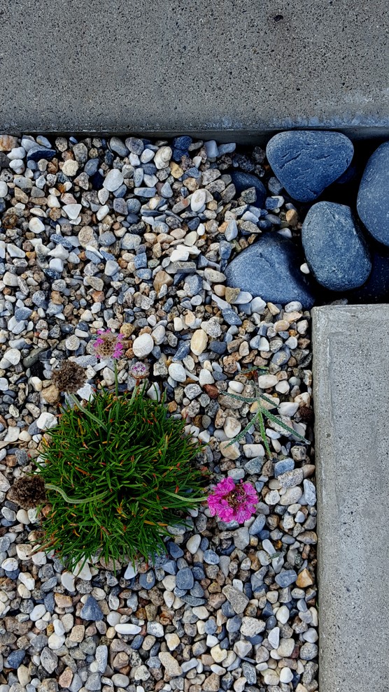 Inspiration for a mid-sized contemporary backyard garden in Orange County with a fire feature and gravel.