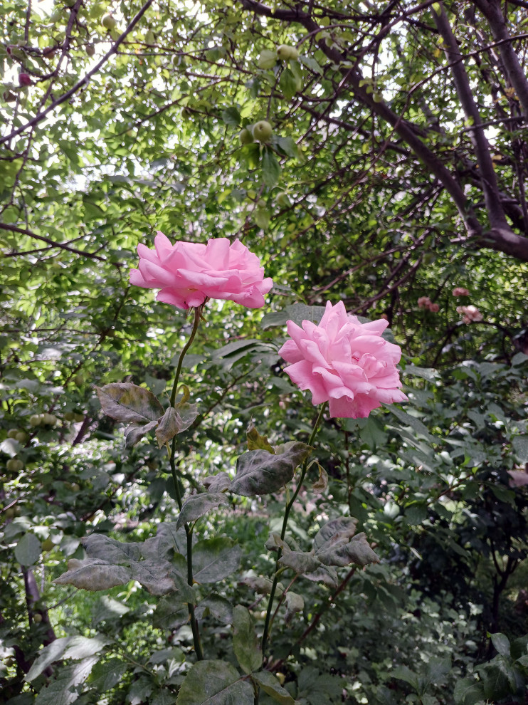 Woodland Edge Border, Surrey