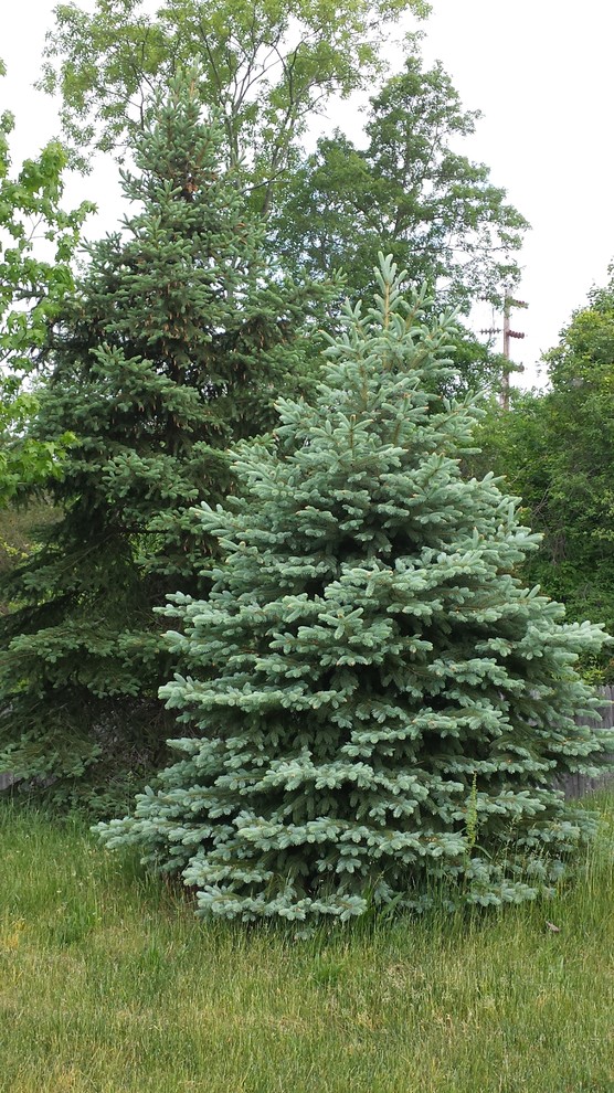 Large Short Tree Planting Small Tree vs. Large Tree | Houzz Forum