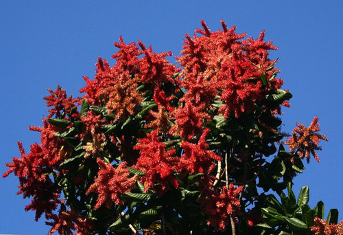 Mulato Tree Mulatto Tree or Long John - Triplaris surinamensis