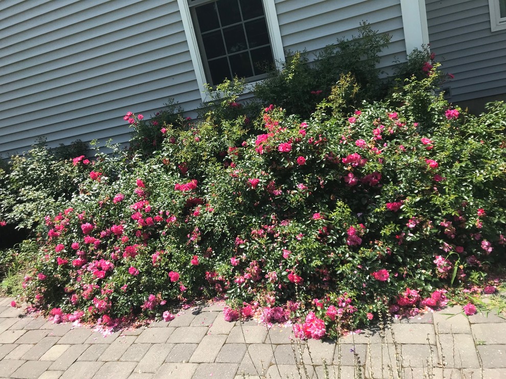 Your Complete Guide to Fall Rose Care