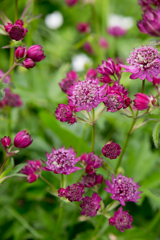 Портреты растений