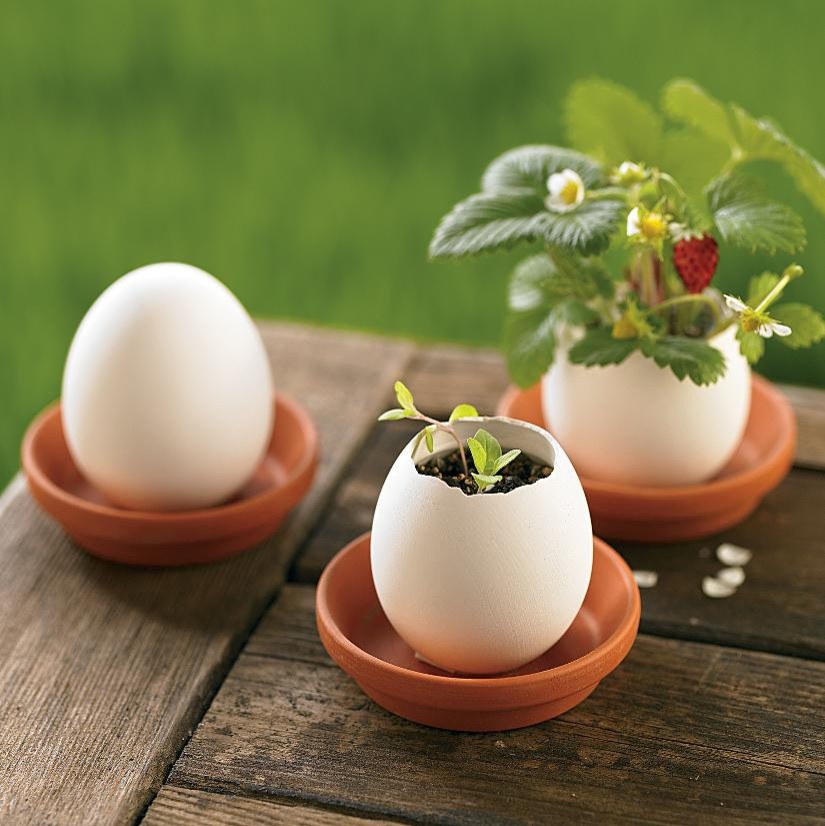 Organic Strawberry, Mint & Petunia Plant Egglings