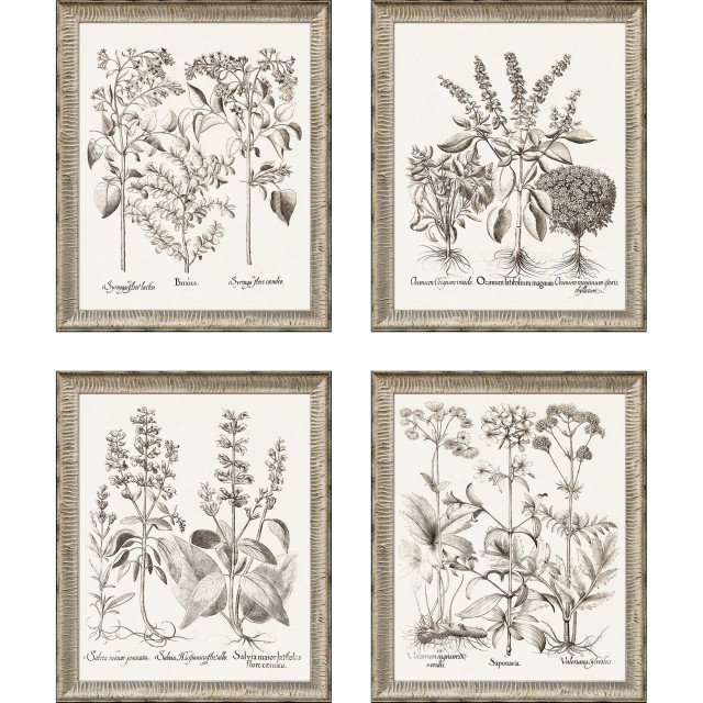 Paragon Besler Botanicals 4-Piece Set Artwork