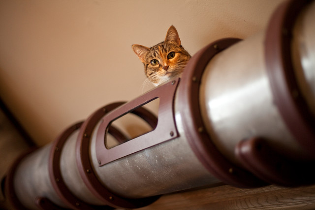 Туннели и мягкие домики для кошек: выгодно купить в интернет-зоомагазине zoochic