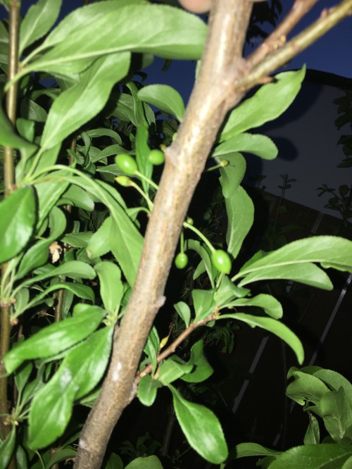 Lets talk about Plum