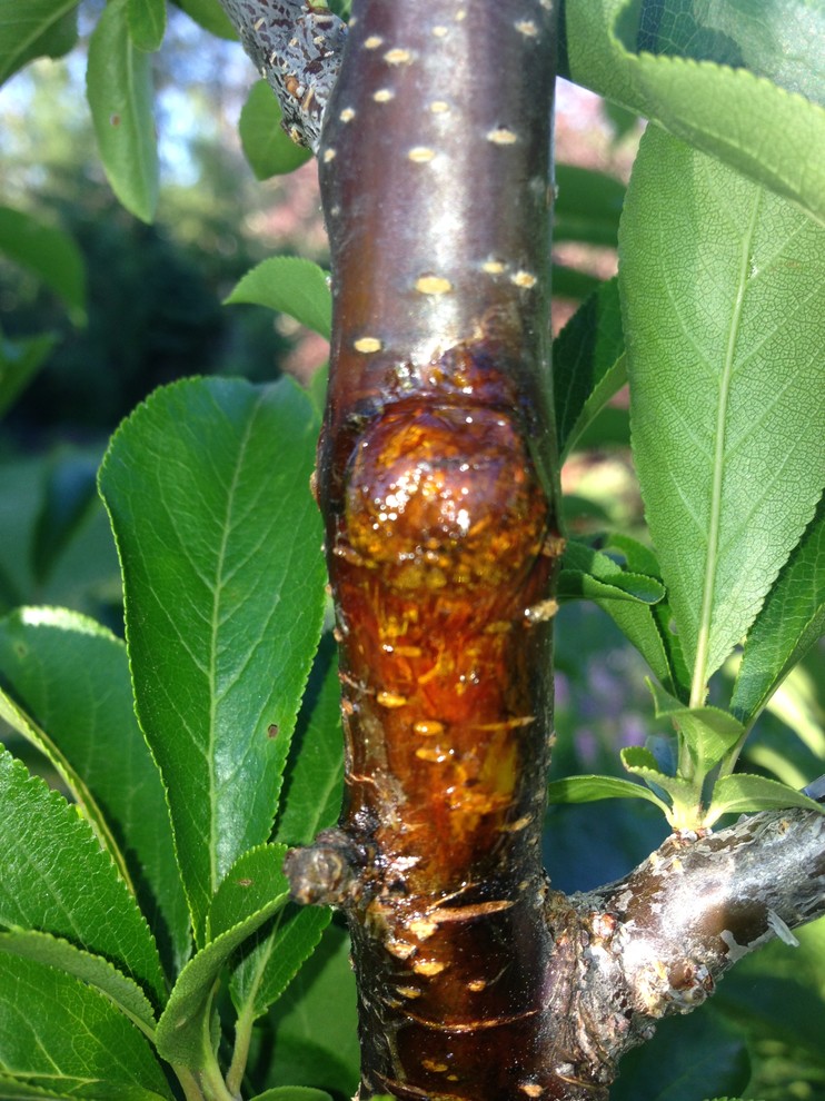 Oozing clear sap on plum tree..