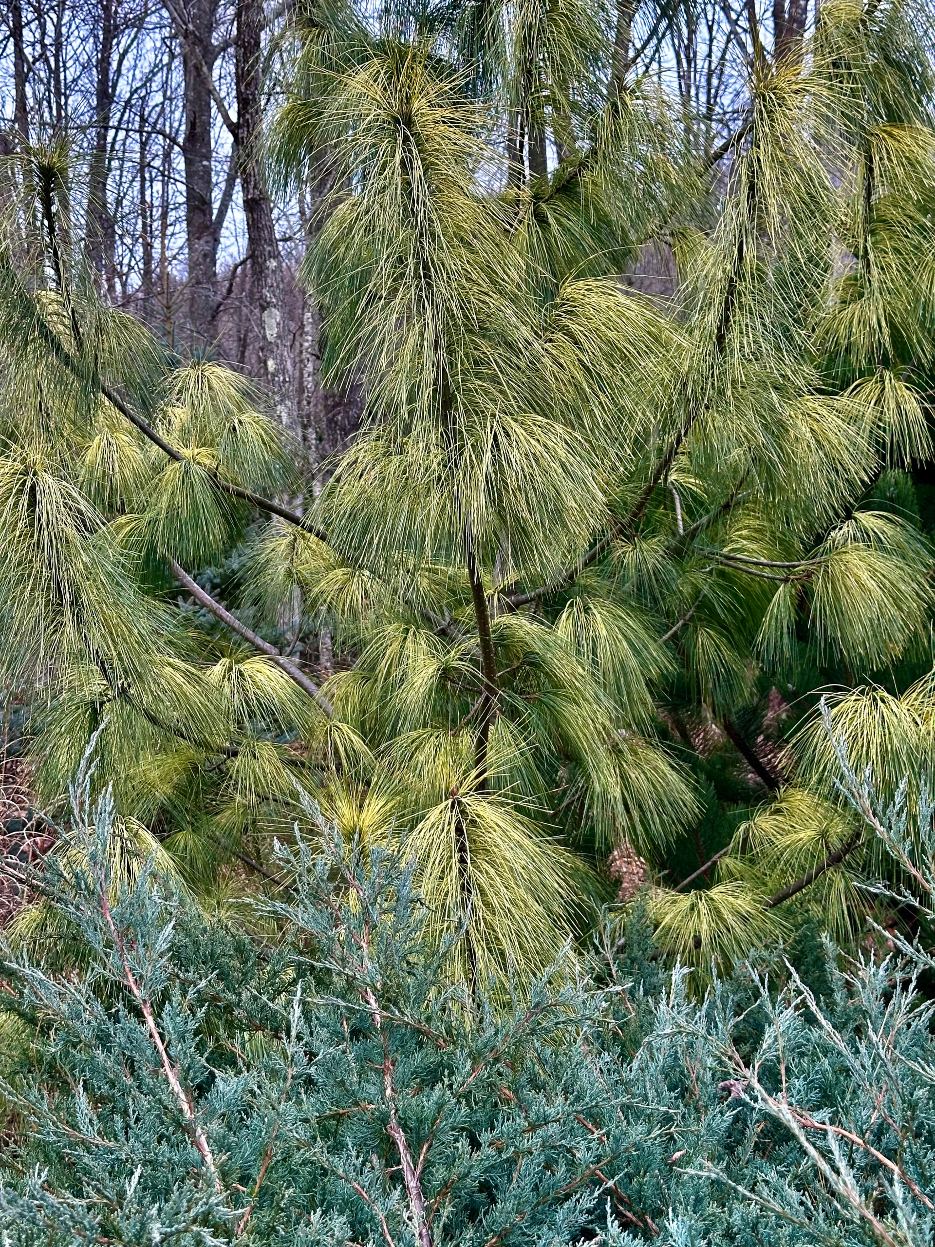 Winter interest
