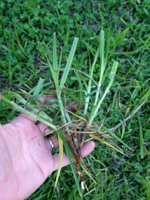 weed identification is this quackgrass?