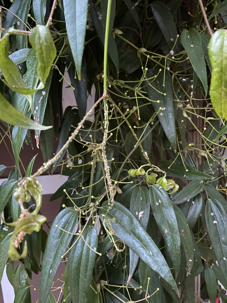 Help! Bugs on Clematis Armandii