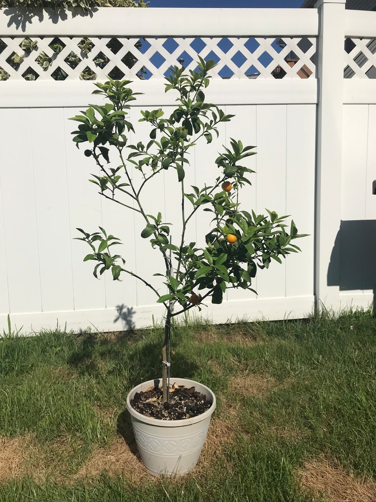 Kumquat tree pruning and ID