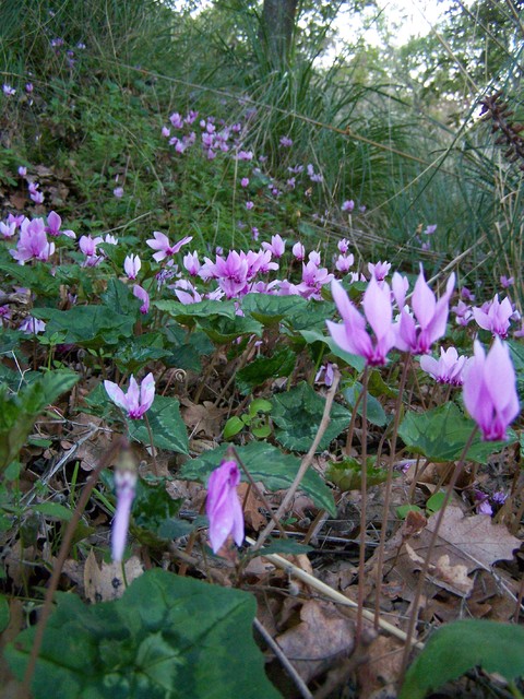 Ciclamini Di Montagna ciclamini di bosco in montagna altro di lidia zitara Ciclamini Di Montagna ciclamini di bosco in montagna altro di lidia zitara
