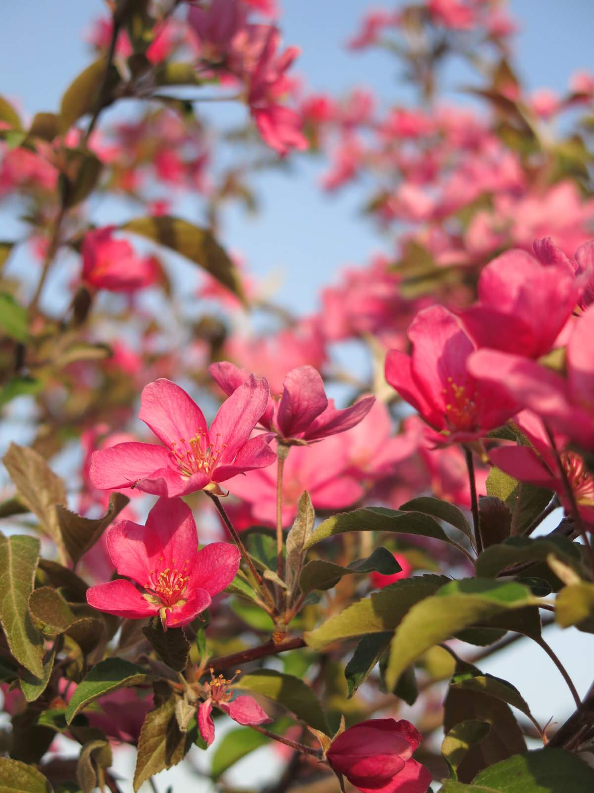 ТЕПЛЫШКО МОЕ. ВЕСНА.