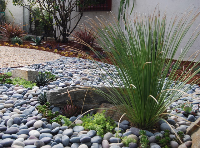 Great Design Plant: Dasylirion Quadrangulatum