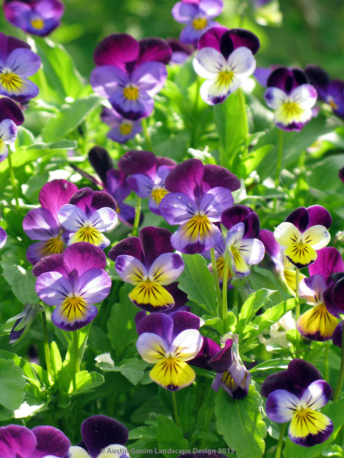 花好財旺 マルチカラー / Flowers and Prosperity Multicolor