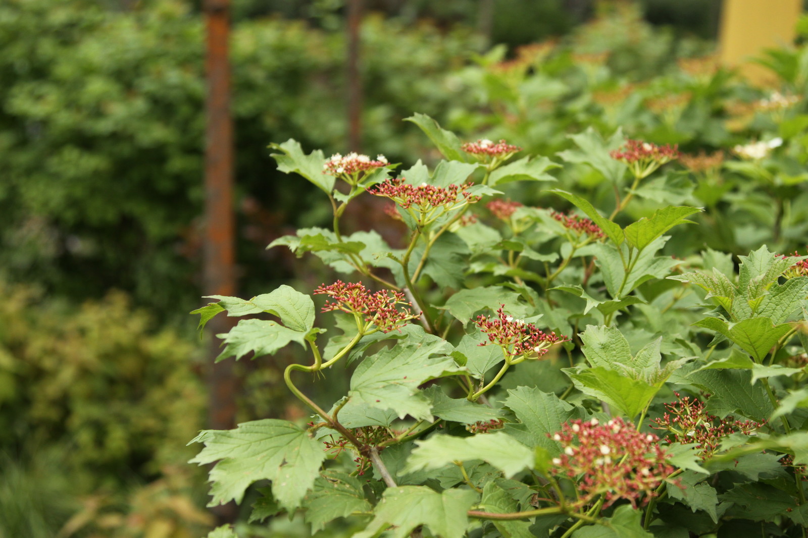 Выставочный сад "Азбука сада"