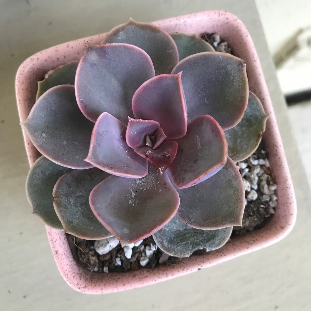 Why is my echeveria getting worse?