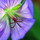 Last commented by blackwyldroamer