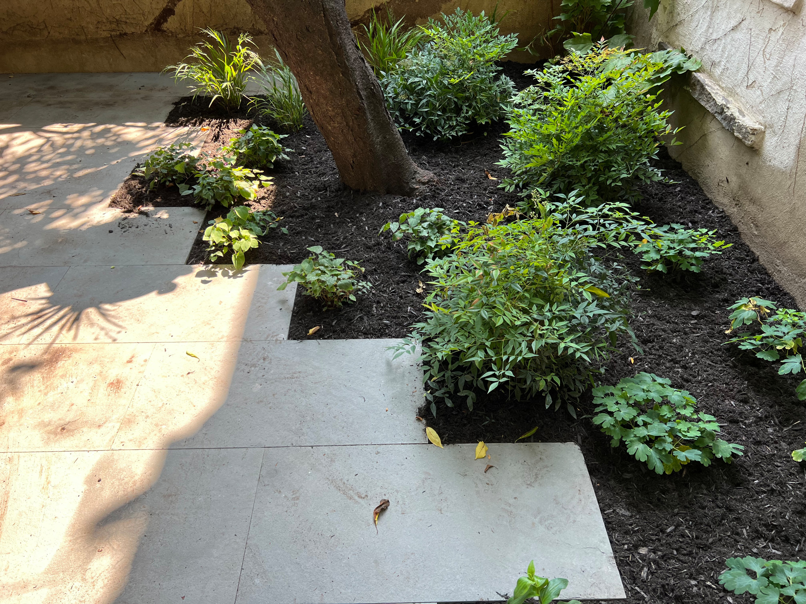 Modern Urban Shade Garden