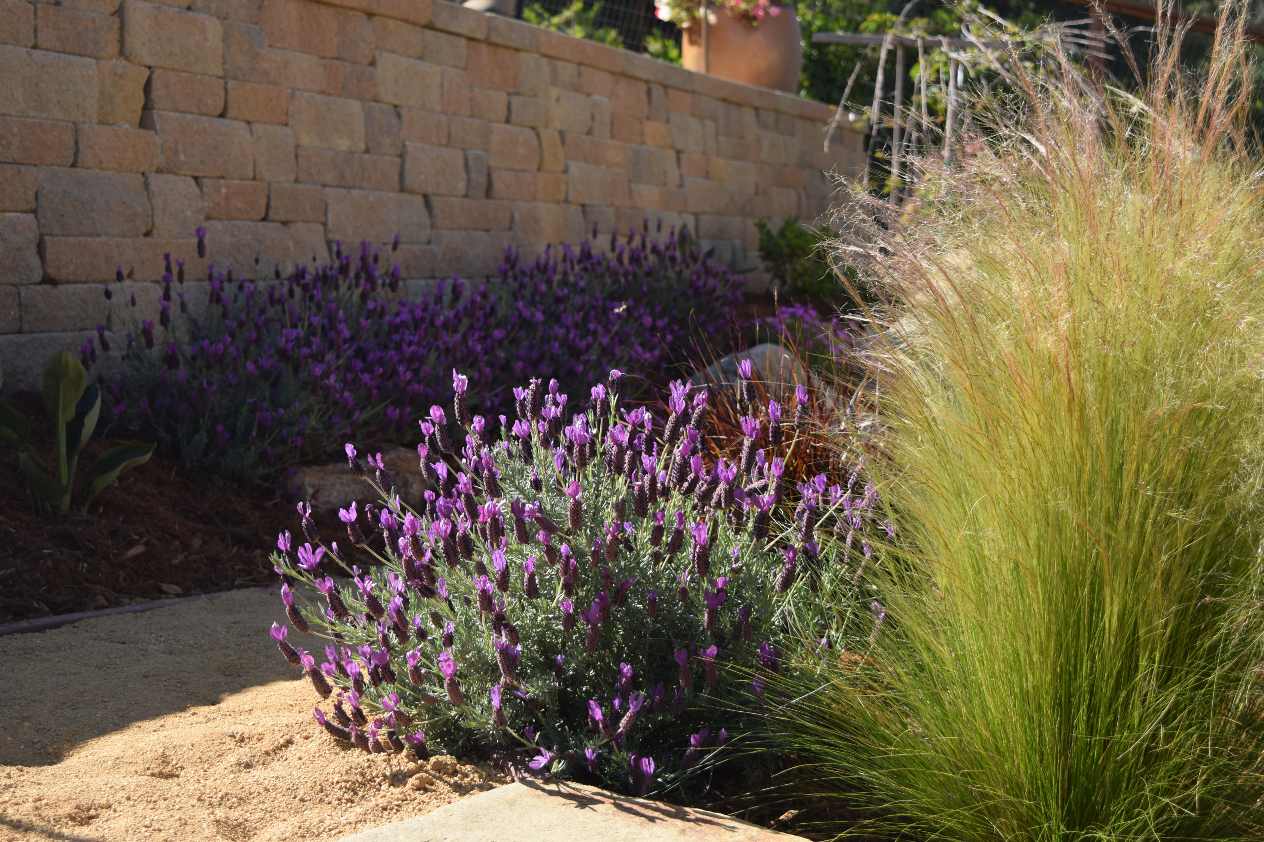 Mediterranean Backyard Transformation - Tiburon, CA