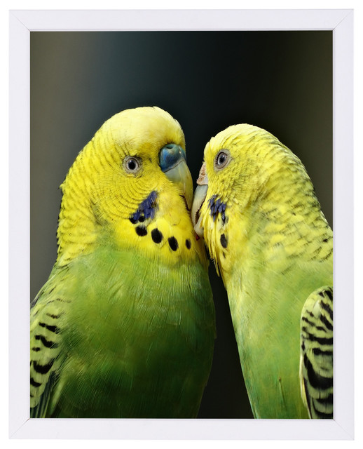 Kissing Budgie Bird Tropical Prints And Posters by Americanflat