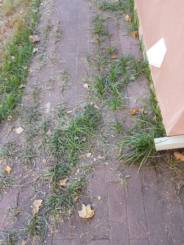 How do I get rid of this grass between bricks?