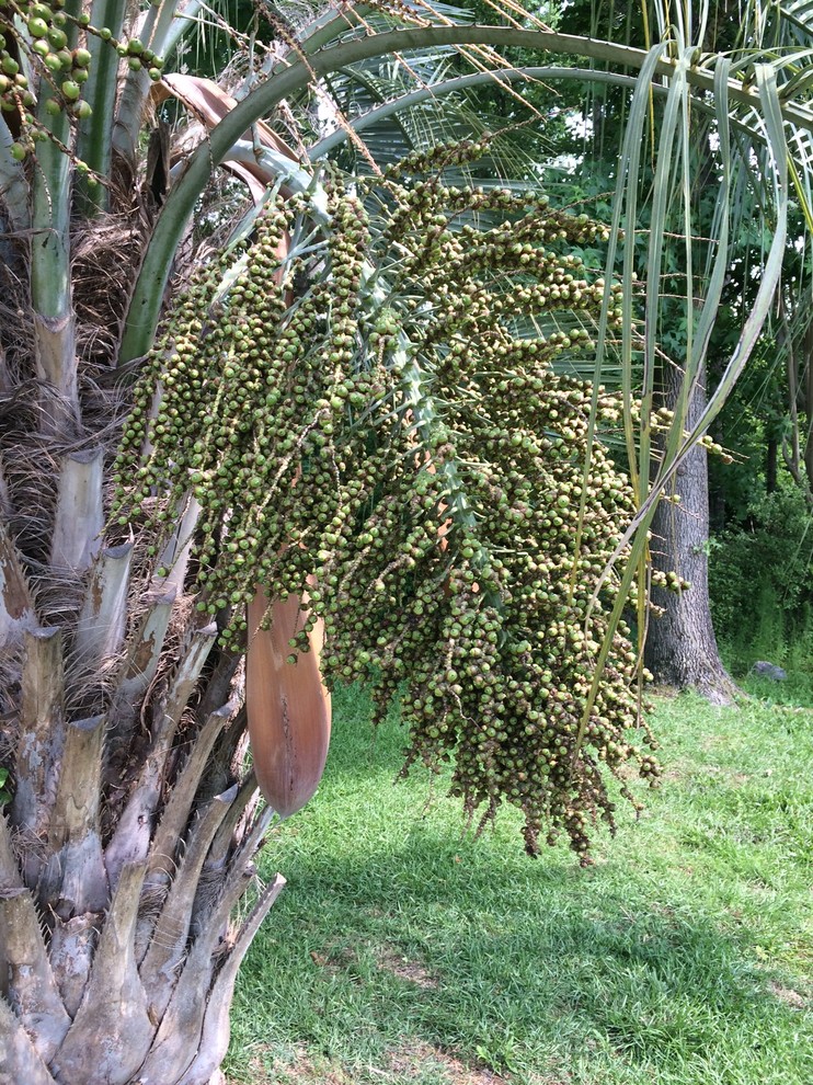 Canary Date palm tree pods