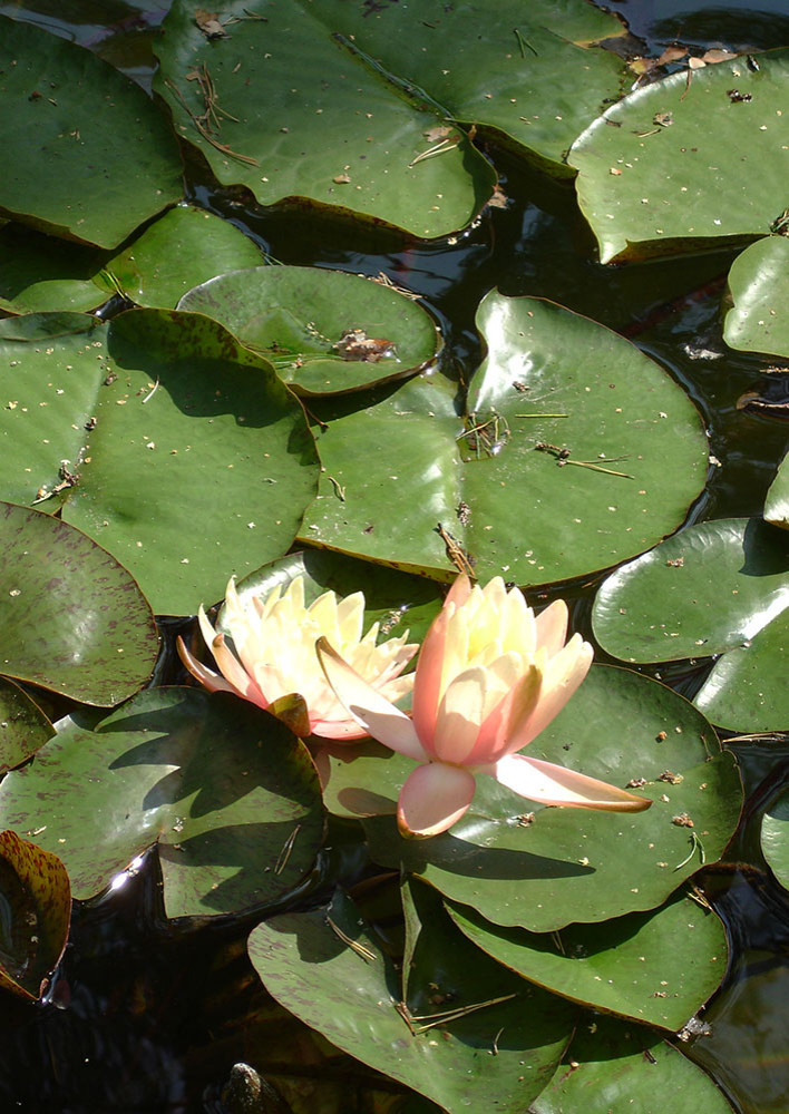 Сад с водоемом в КП " Сосновый Бор"