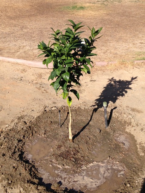 Pixie mandarin planted 5/22/16 