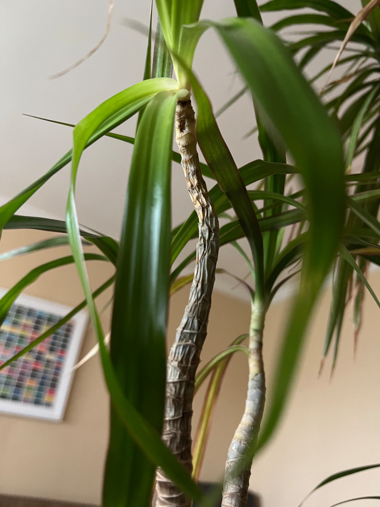 Why is this one upper stem of my Dracaena shriveling? | Houzz Forum