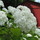 Last commented by Of the Woods Hydrangea and Peony Farm