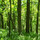 Kendrick Forest Products