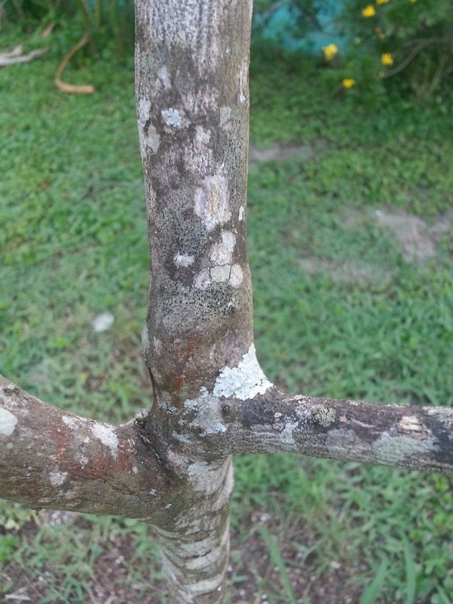 multiple-trees-have-white-patches-on-them-branches-are-dieing