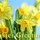lori_rymer
