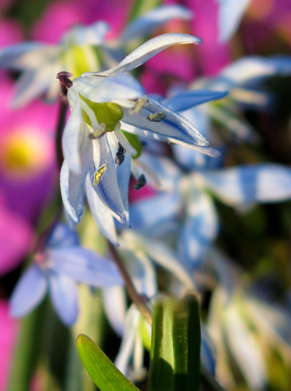 ТЕПЛЫШКО МОЕ. ВЕСНА.