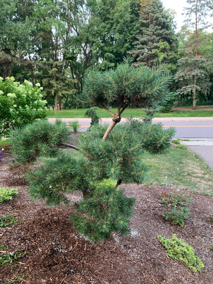 scotch pine topiary or Hindu pan pruning