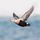 steve_rosenberg2174673