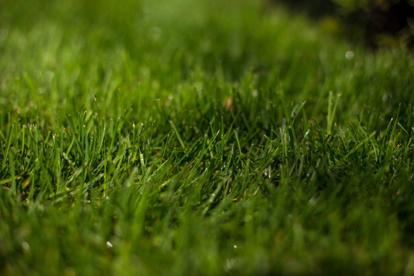 Ландшафтный Дизайн Олимпийский Сочи