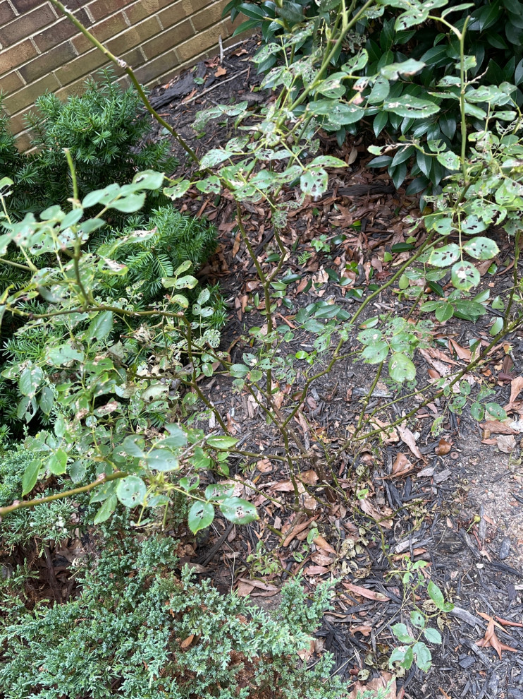 Help please! my rose bush is dying