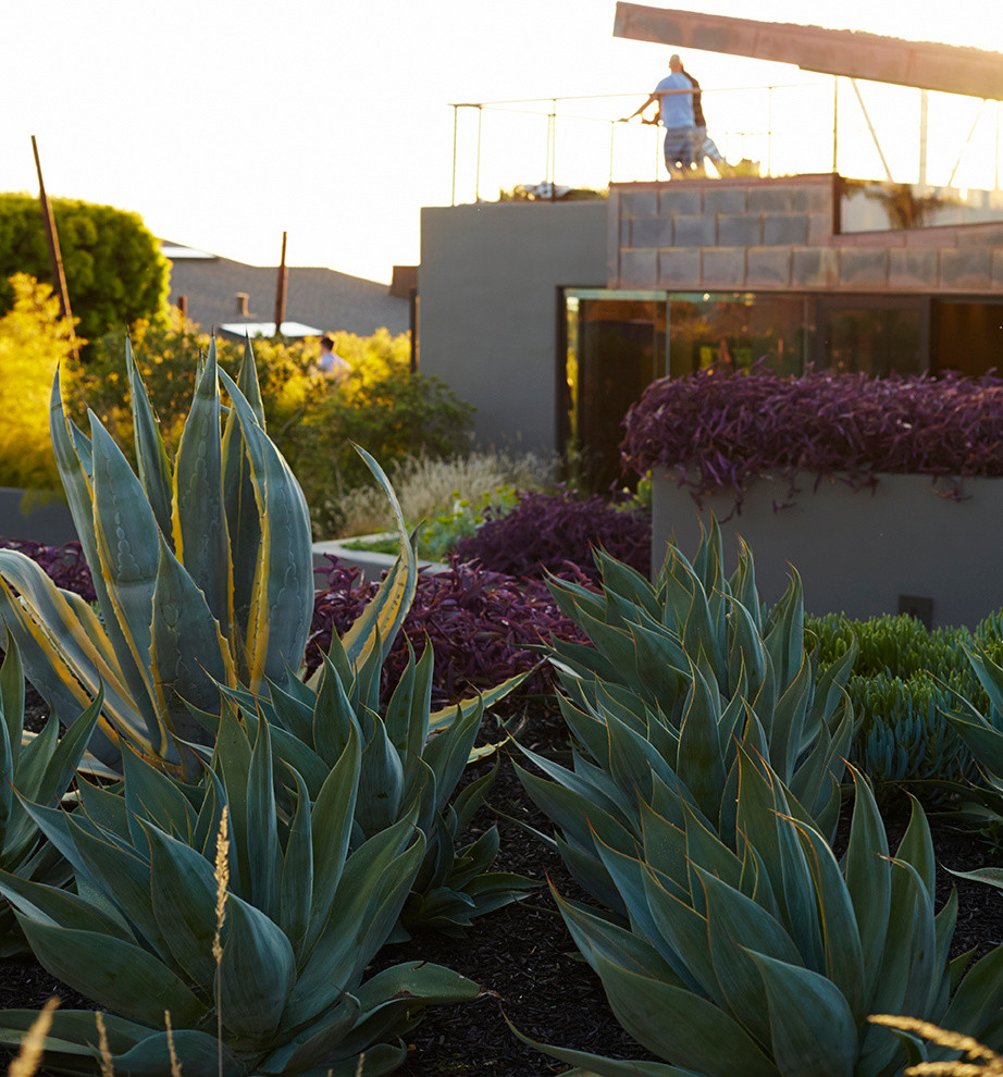 Inspiration for a contemporary garden in San Luis Obispo.