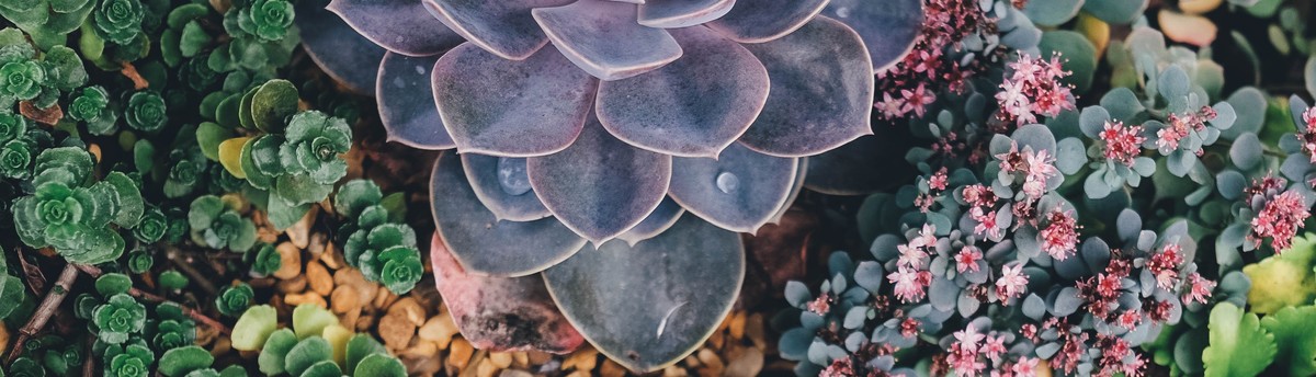 Flores Artscape Eagle Rock Ca Us 90065 Flores Artscape Landscape Contractors